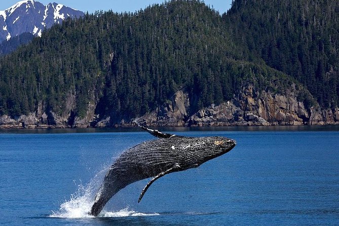 Icy Strait Shore Excursion: Whale Watching Adventure Tour