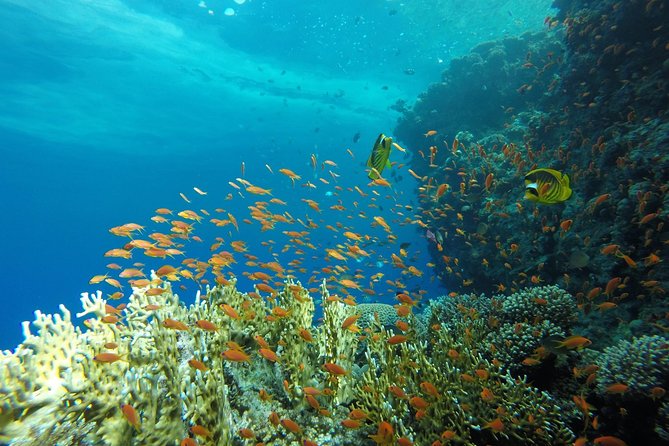 Intro Scuba Diving