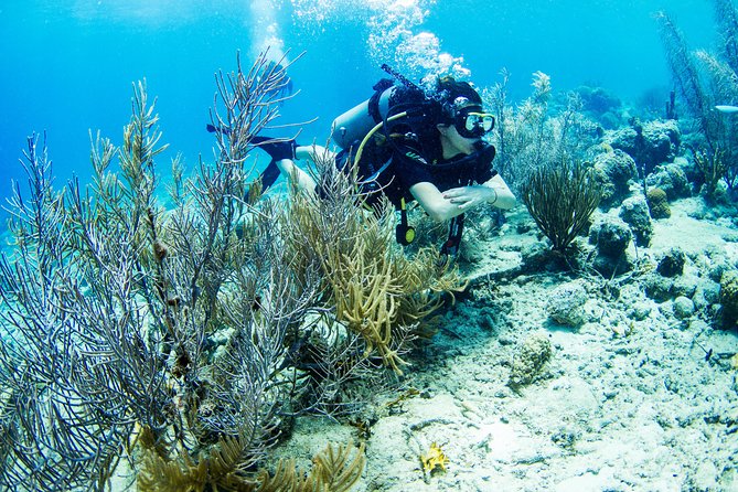 introduction-shore-dive-with-scubacao-1-dive-experience-and-activity
