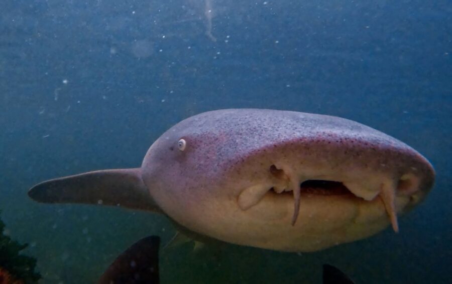 Irukandji Entry Pass & Reef Shark Snorkel (12+) - Activity Overview