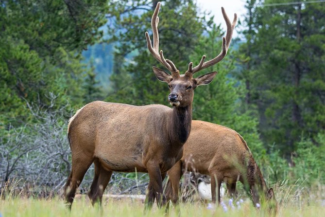 Jasper Evening Wildlife Tour