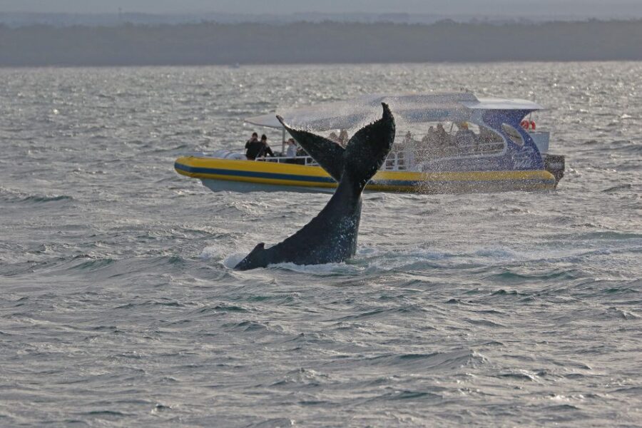 jervis-bay-2-hour-whale-watching-cruise-activity-overview