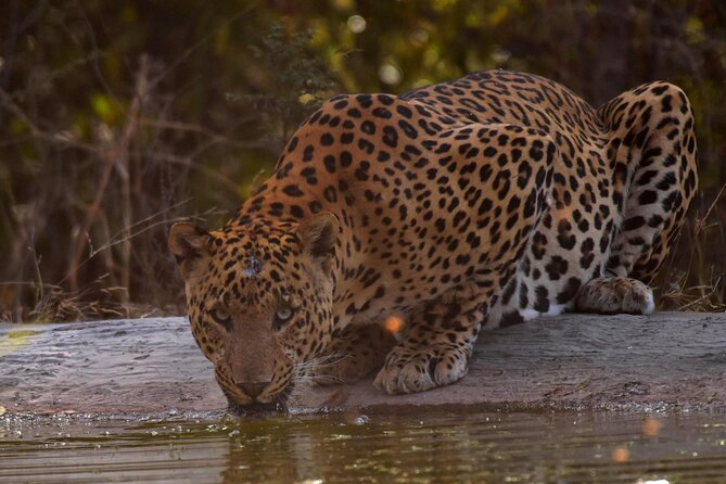 Jhalana Panther Safari Park Private Tour in Jaipur - Overview of Jhalana Panther Safari Park