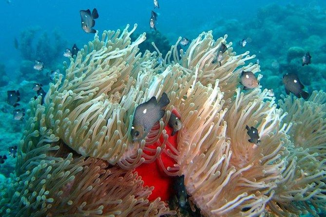 join-us-for-your-first-bubbles-all-levels-and-new-divers
