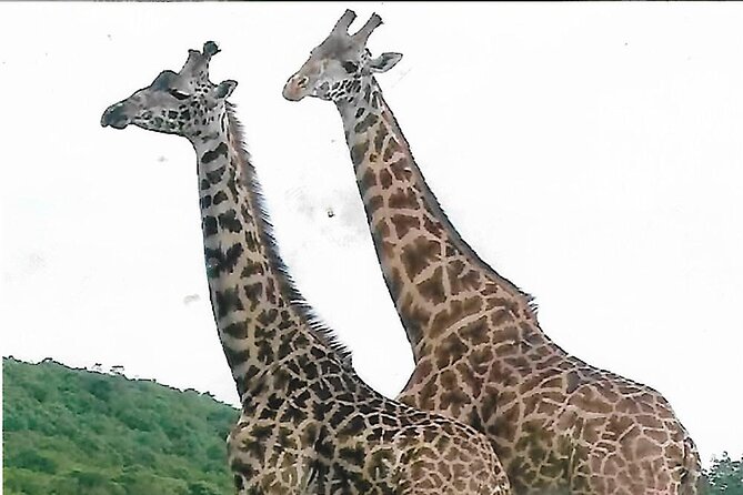 joining-safari-three-days-from-mwanza-tour-overview