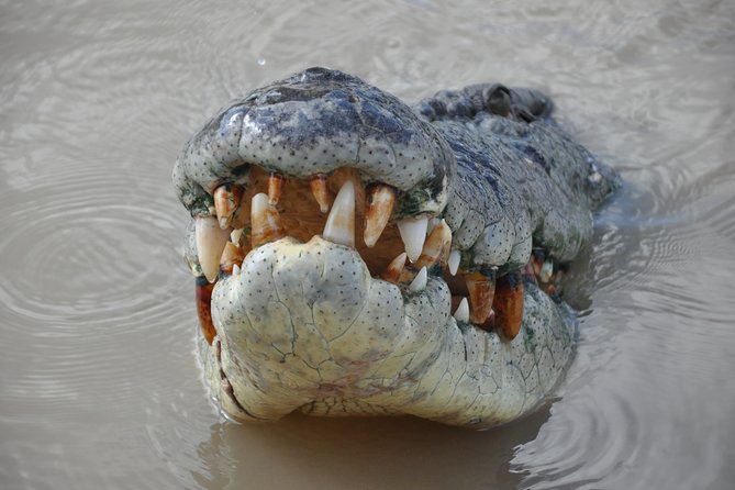 Jumping Crocodile Cruise With Lunch - Tour Overview and Highlights