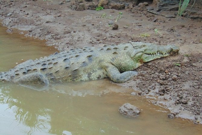 Jungle Crocodile Safari and Bird Watching Tour - Inclusion and Accessibility