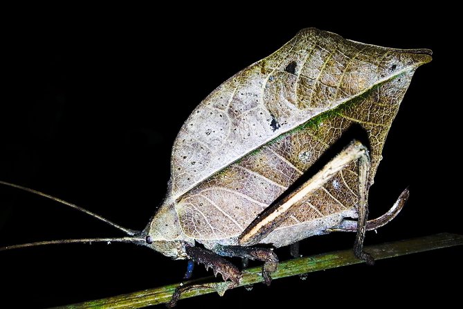 Jungle Night Tour Manuel Antonio - Exploring the Nocturnal Jungle