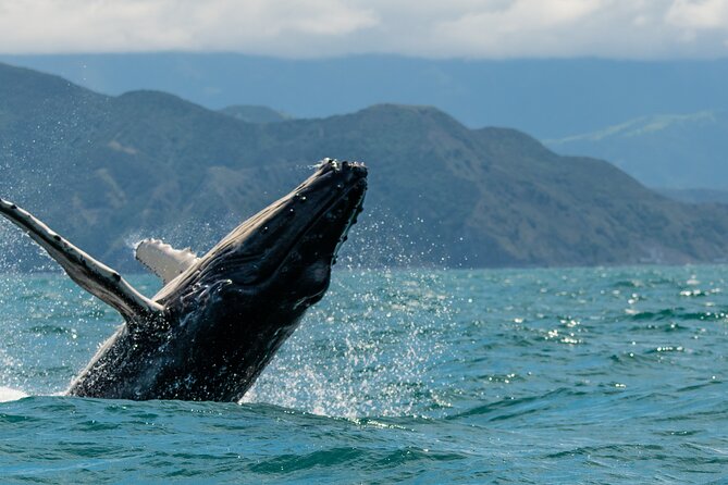 Kaikoura Day Tour With Kayak Experience From Christchurch - Tour Overview