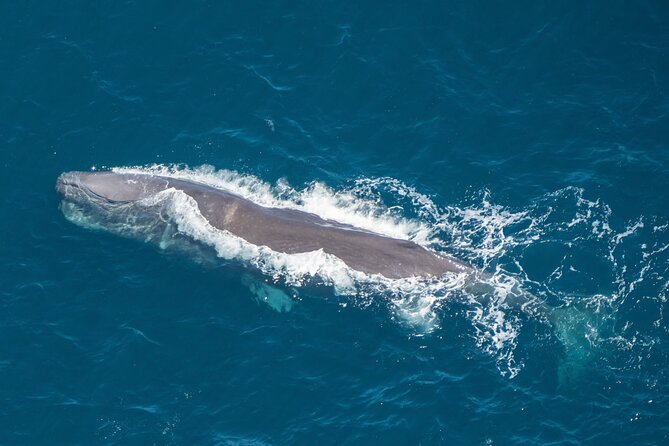Kaikoura Helicopters Extended Whale Watch Flight