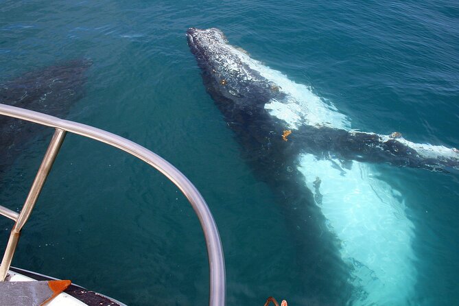 kalbarri-whale-watching-tour-guided-overview-of-the-tour