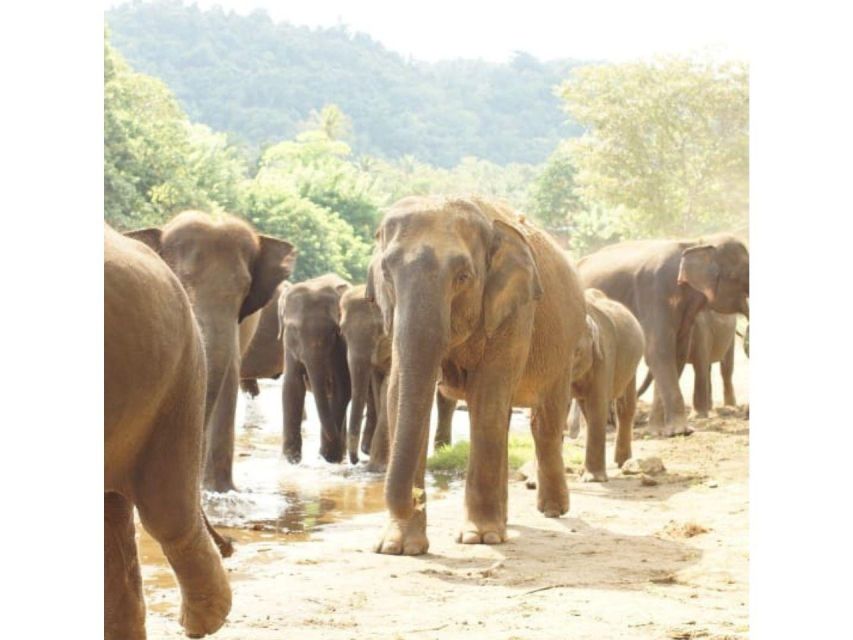Kandy to Pinnawala Orphanage and Ambuluwawa TukTuk Day Tour - Discounted Tour Savings