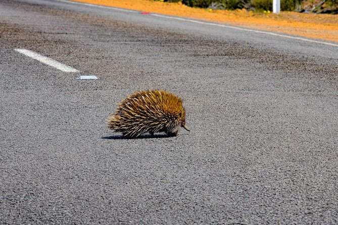 Kangaroo Island Luxury Small Group Flinders Chase Focus Full Day Tour