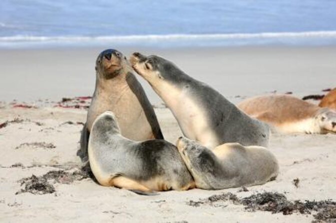 Kangaroo Island - Swim With Dolphins/Seals/Coastal Snorkel - Overview of the Experience