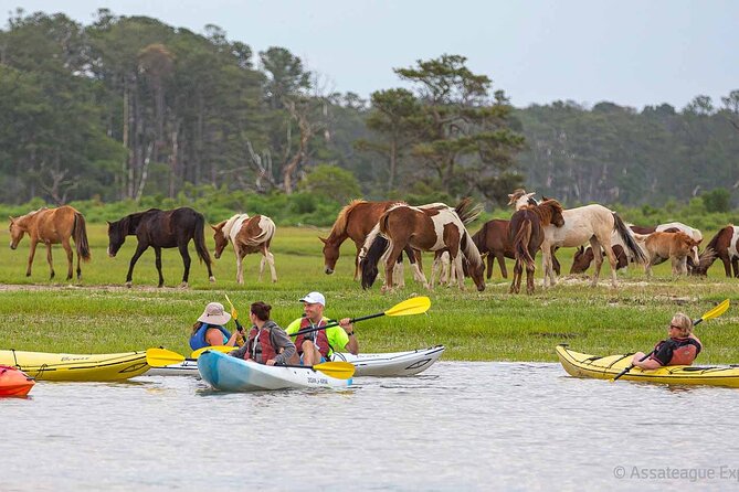 Kayak Tour Along Assateague & Chincoteague Island, Virginia - Tour Overview