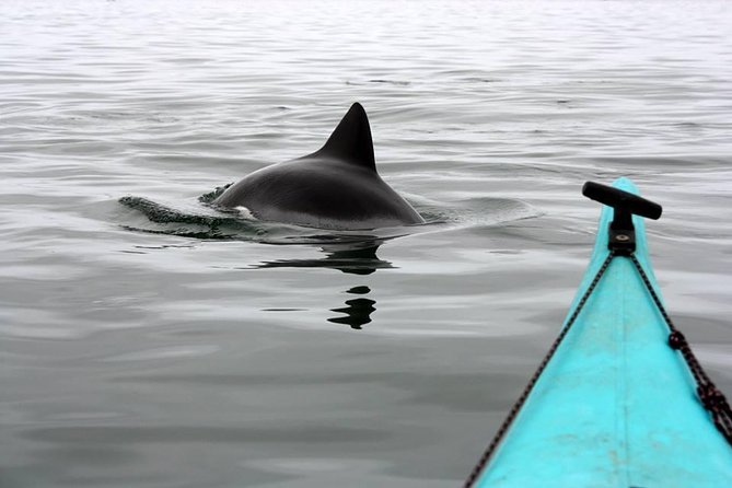 kayaking-and-sandwich-habour-guided-day-tour-from-walvis-bay-kayaking-at-pelican-point