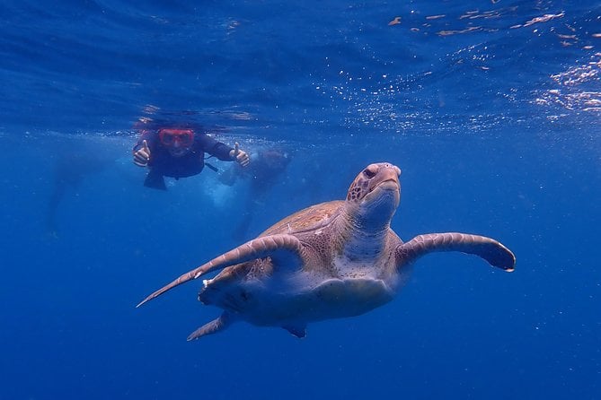 Kayaking With Dolphins and Turtles and Snorkelling in Tenerife