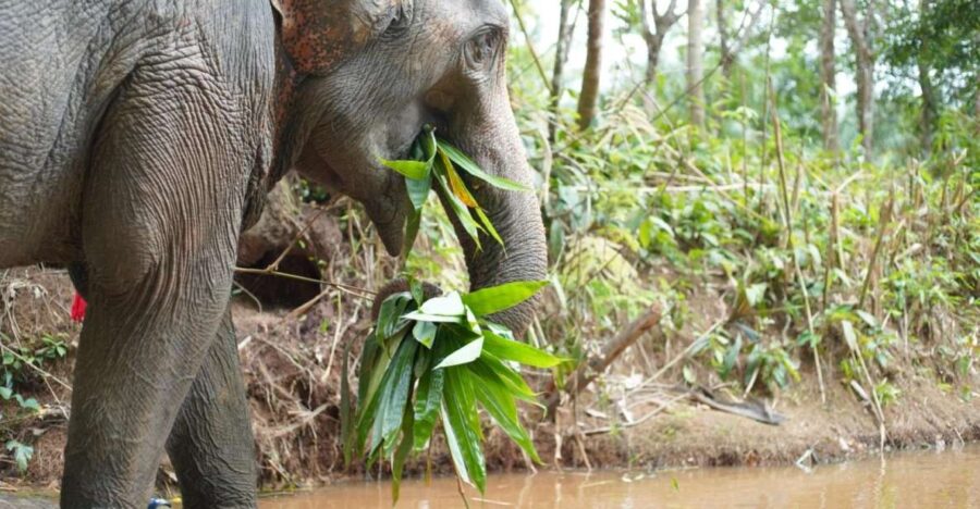 Khao Lak Ethical Elephant Sanctuary Overnight Program