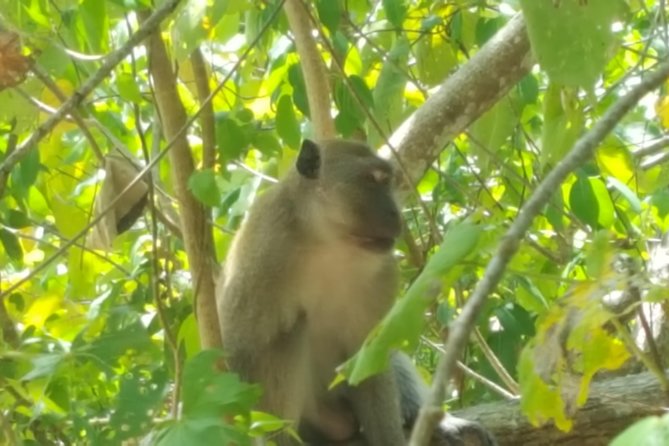 Khao Lak Mangrove Explorers - Location and Tour Type