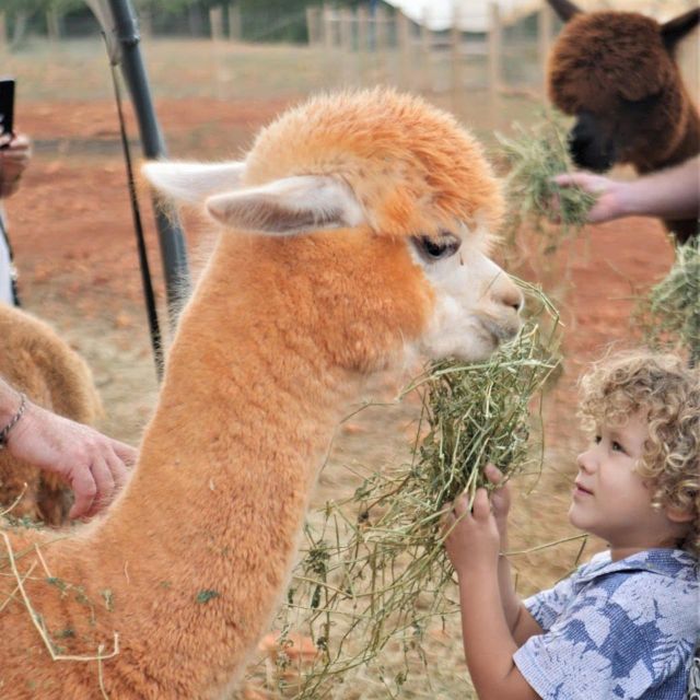 kids-in-ibiza-overview