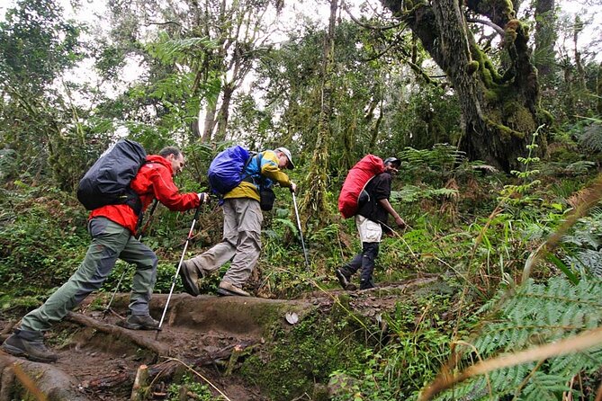 Kilimanjaro Private 2 Days Hiking Tour