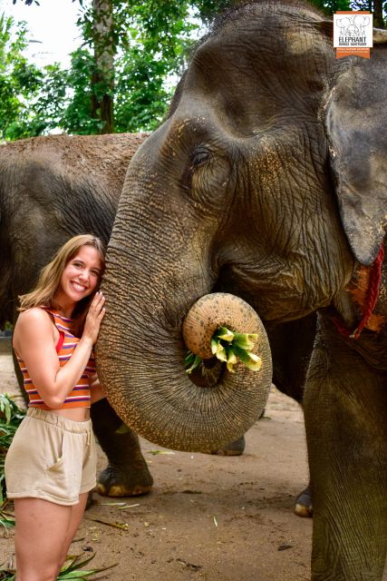 Koh Samui: Elephant Jungle Sanctuary Half-Day Tour