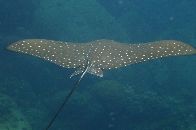 Koh Tao 2-Dive Day Trip From Koh Samui for Certified Divers - Included in the Tour