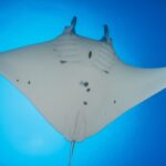 kona-manta-ray-night-snorkel-adventure-small-group-activity-description