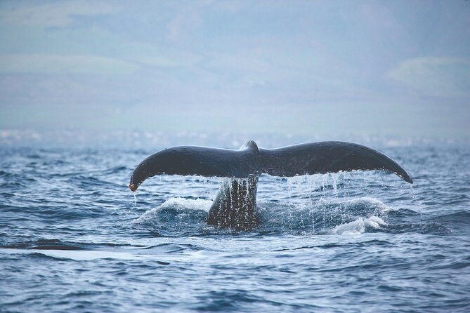 kona-whale-watch-from-honokohau-on-sailing-boat-inclusions-and-amenities