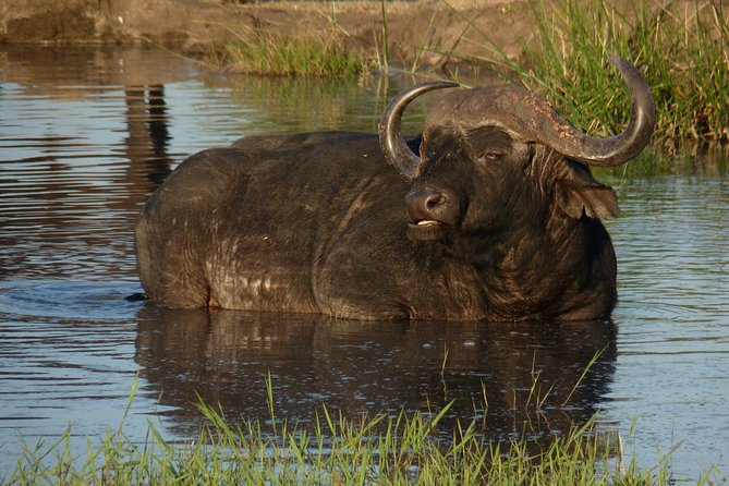 Kruger National Park Full-Day Safari From Hazyview