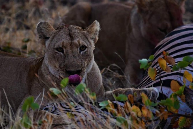 Kruger National Park Full Day Tour Minimum 2people - Meeting and Pickup