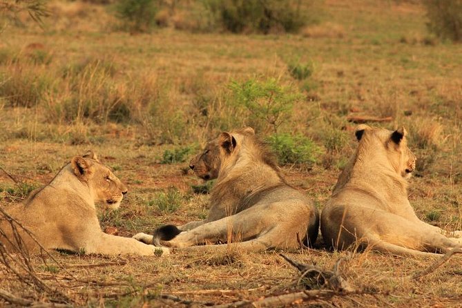 kruger-national-park-sunrise-half-day-safari-tour-tour-overview