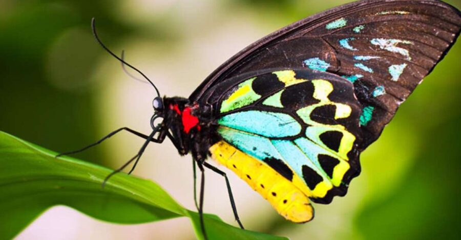 Kuranda: Australian Butterfly Sanctuary