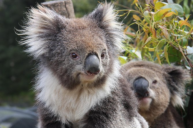 Kuranda Koala Gardens and Birdworld Admission Tickets - Overview of Attractions