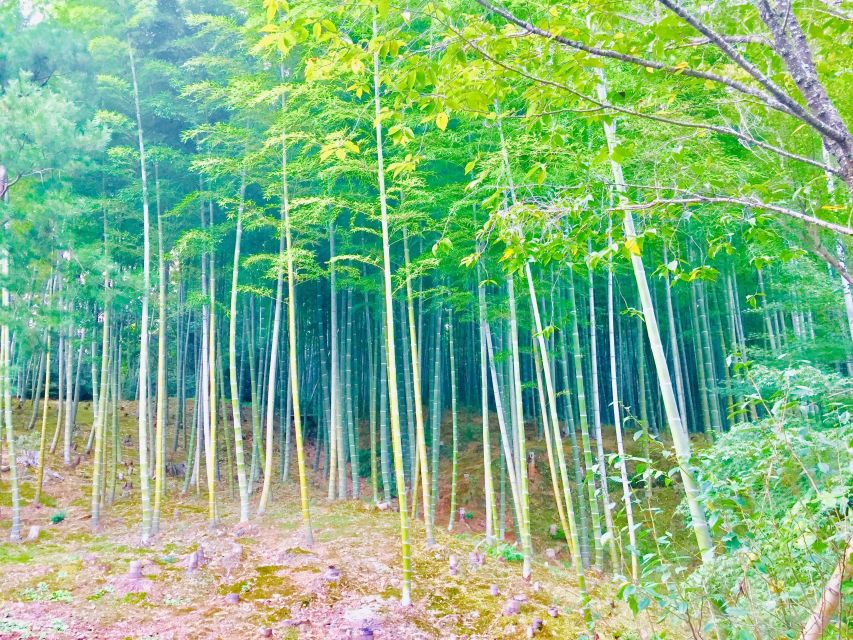 Kyoto, Arashiyama: Bamboo Grove Half-Day Private Guided Tour - Activity Details