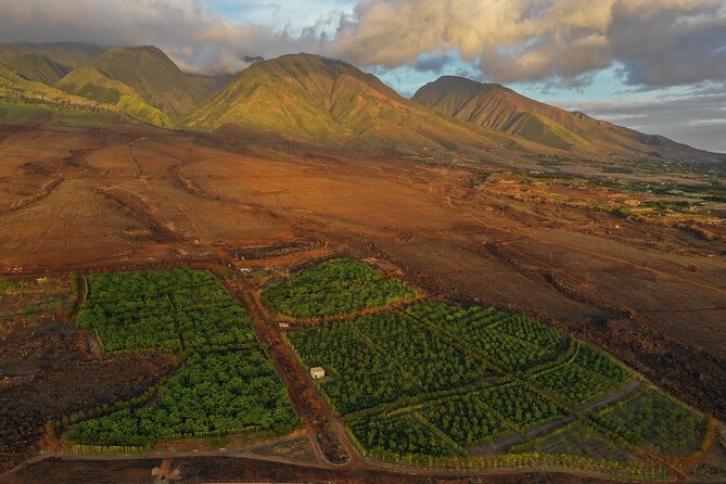 Lahaina: Maui Kuia Estate Guided Chocolate Tasting - Overview of the Chocolate Tasting