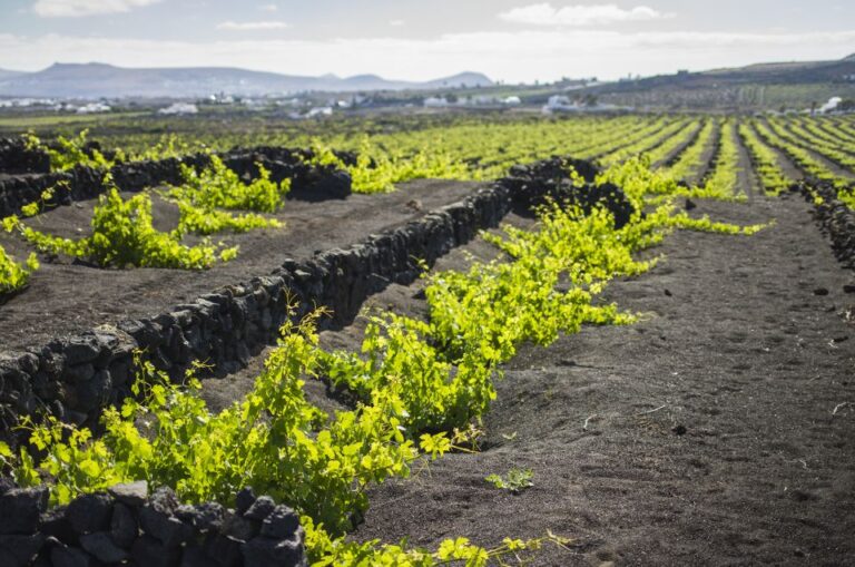 Lanzarote: Wine Tasting Tour at El Grifo Winery