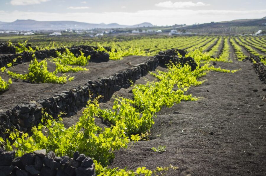 Lanzarote: Wine Tasting Tour at El Grifo Winery - Tour Overview