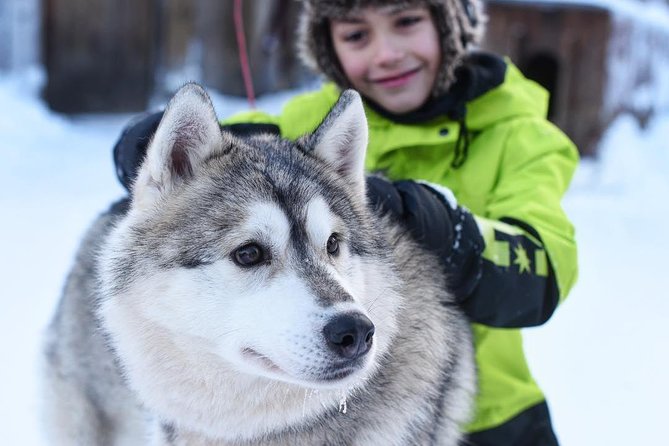 Lapland Husky Safari From Saariselkä - Overview of the Husky Safari
