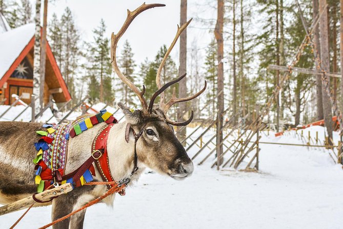 Lapland Reindeer Safari From Rovaniemi - Highlights of the Tour