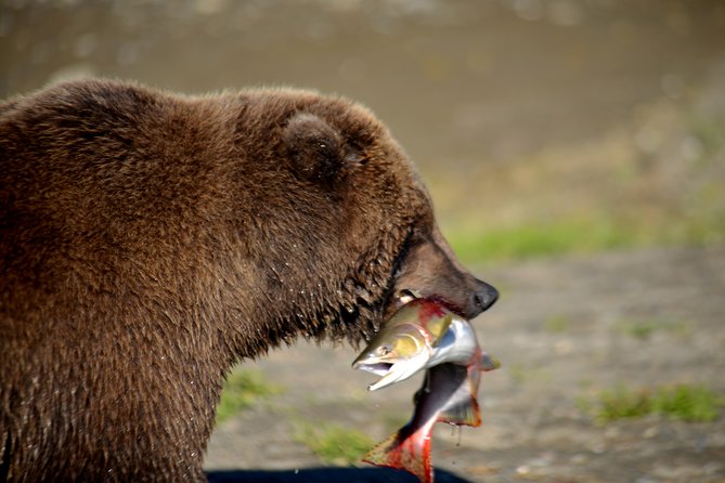 late-summer-bear-viewing-in-katmai-national-park-overview-of-the-tour