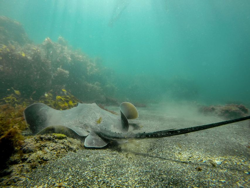 Leigh: Goat Island Guided Snorkeling Tour for Beginners