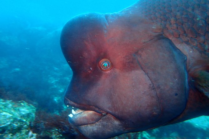 Lets Enjoy Scuba Diving in Izu Oceanic Park Izu Peninsula for Certificate Diver