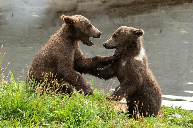 Libearty Bear Sanctuary and Draculas Castle - Day Tour From Bucharest