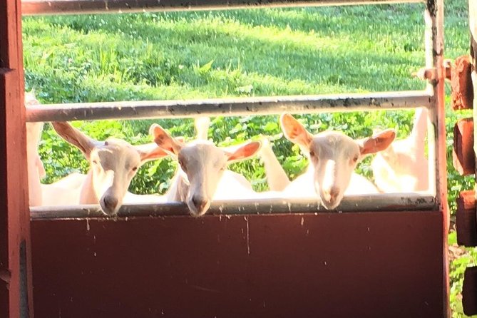Llama/Alpaca Hike and Farm Tour