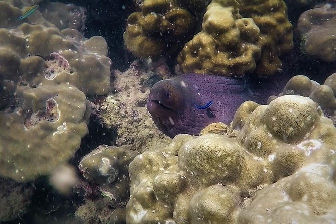 Local Reef Snorkelling and Deserted Beach - Tour Highlights