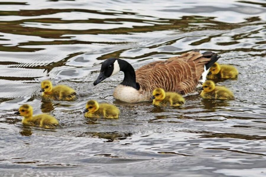 London: Hampton Court to Richmond River Thames Cruise - Scenic River Cruise