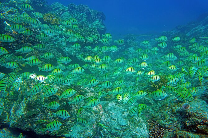 Los Cabos Snorkeling Tour by Speed Boat With Photos Included - Tour Overview and Highlights