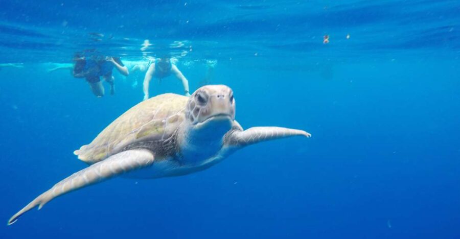 Los Cristianos: Kayak and Snorkel With Turtles and Photos