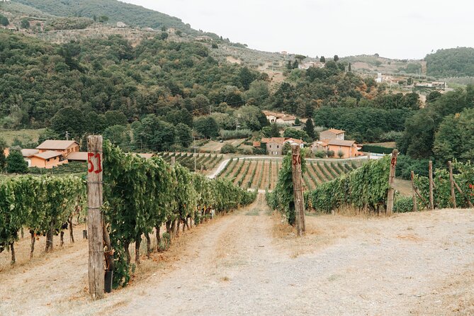 lucca-wine-tasting-experience-tenuta-adamo-winery-overview-of-the-winery
